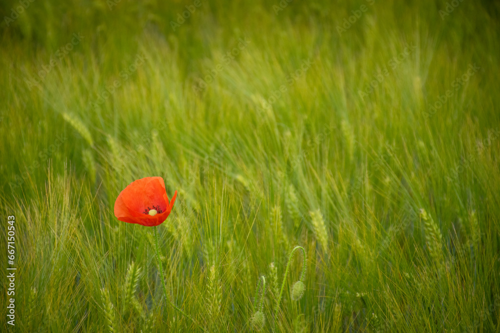Getreidefeld mit Mohnblume Getreidefeld mit Mohnblume