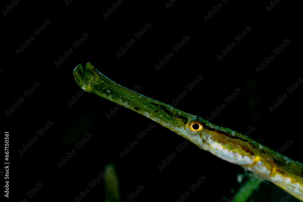 an elongated green fish, sails slowly over the sebadal, in the sea night in search of food for dinner.