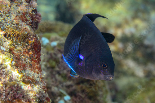 A small black fish with bluish tones is stirring near its home, its sea environment on the reef, just a few metres from the surface. photo