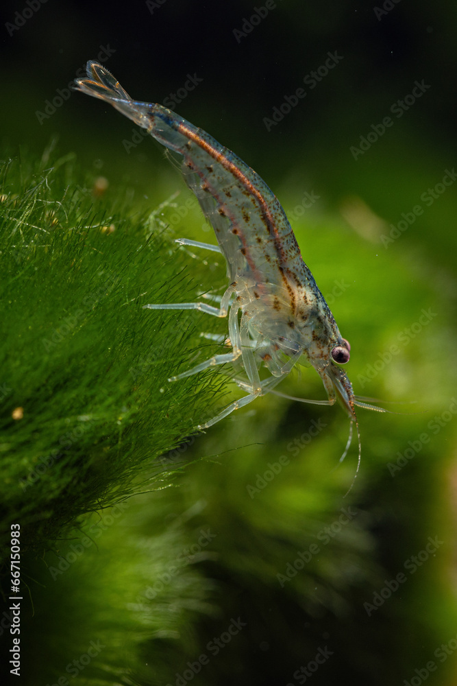 Japonica shrimp underwater in an aquarium.
