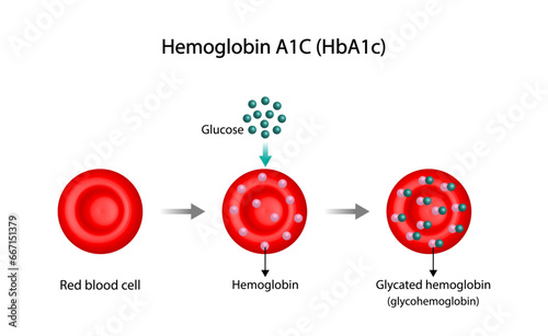 Hemoglobin A1C, HbA1c test , HbA1c levels, Glucose sticks to hemoglobin, glycated hemoglobin, up to 120 days. A1C Blood Sugar Test, Diabetes Mellitus, Infographic, Vector illustration.