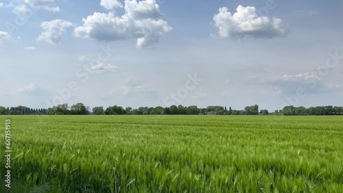 Seichte Briese weht über ein Feld, den noch grünen und unreifen Weizen an einem sonnigen Tag photo