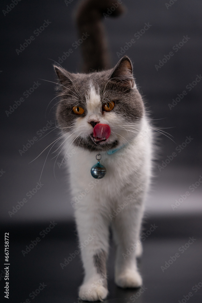 White cat sticking his tongue out at the camera and sitting on black background.