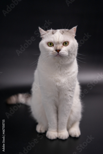 Scottish foldwhite cat sitting up facing front on black background.