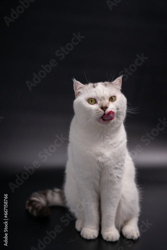 White cat sticking his tongue out at the camera and sitting on black background.