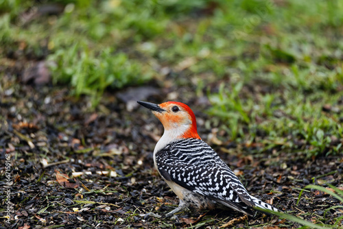 A male Red-bellied Woodpecker rests on the ground in Chiquaqua Bottoms Greenbelt, Iowa.