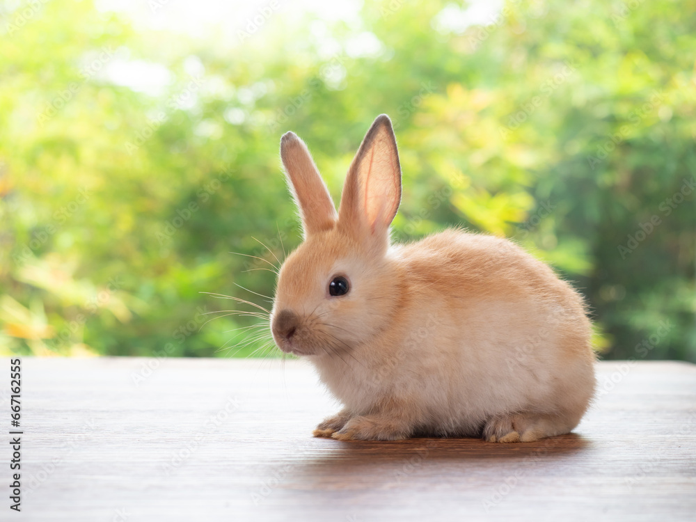 Fototapeta premium Baby orange rabbit sitting on wooden planks with green nature background.