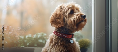 Barking Labradoodle with remote training collar sitting by window Close up cute large female dog reducing outside noise