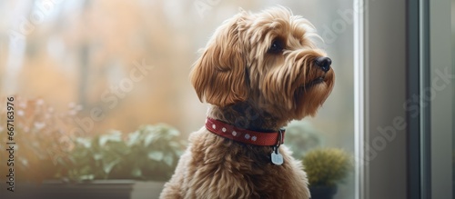 Barking Labradoodle with remote training collar sitting by window Close up cute large female dog reducing outside noise photo