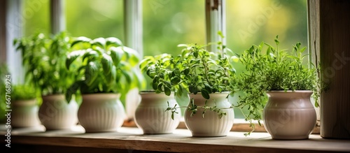 Windowsill pots of fresh aromatic herbs with a view of the neighboring house outside