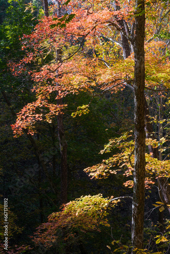 A beautfiul maple tree showing its autumn colors of orange, red, and yellow. The background is in the shade so it is dark. This is a colorful forest image. Vertical