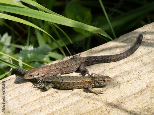 Valokuvatapetti Two Common Lizards Resting on Wood