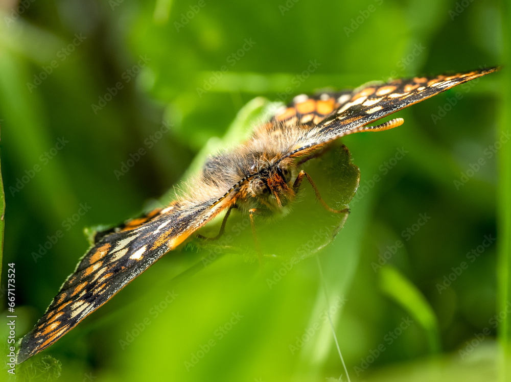 Marsh Fritillary Butterfly With its Wings Open Marsh Fritillary Butterfly With its Wings Open