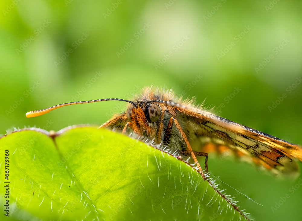Marsh Fritillary Butterfly With its Wings Open Marsh Fritillary Butterfly With its Wings Open