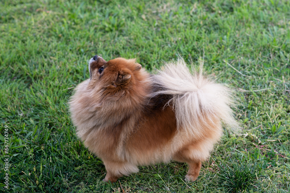 Spitz, friendly dog walking in park