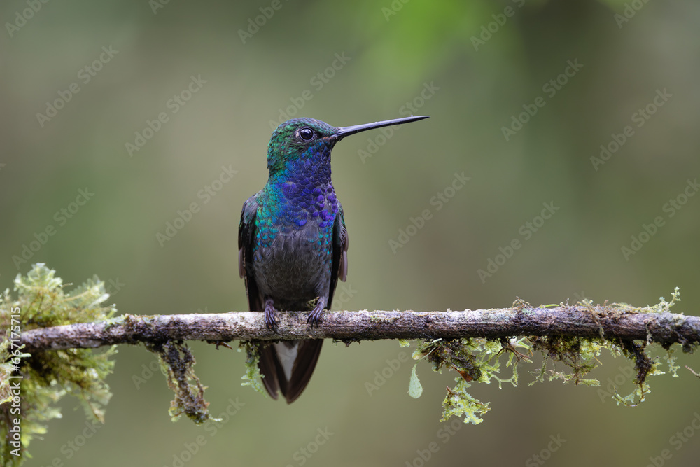 Fototapeta premium Perched Hummingbird