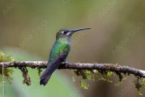 Perched Hummingbird 