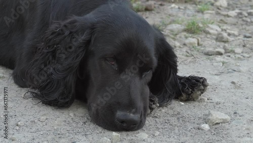 a black retriever dog is sleeping,a black retriever dog is sleeping
a Flat-coated Retriever dog is resting in the yard photo