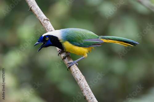 Green Jay