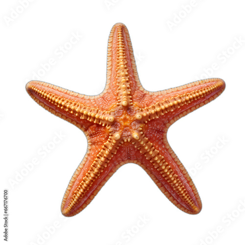 starfish isolated on transparent or white background