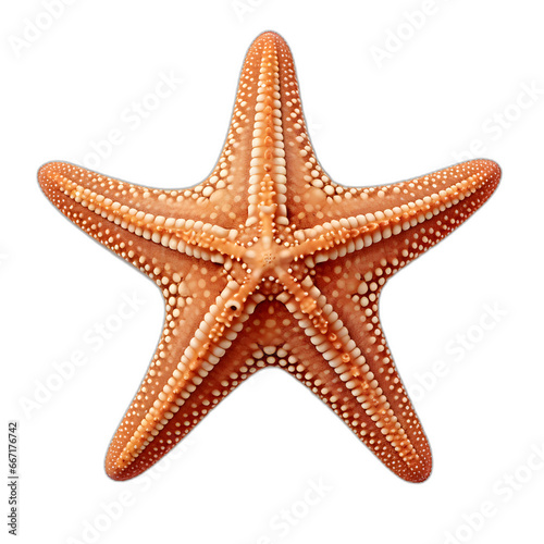 starfish isolated on transparent or white background © Pixel Prophet