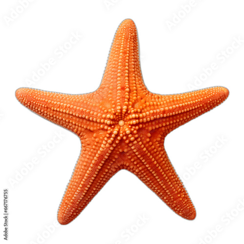 starfish isolated on transparent or white background