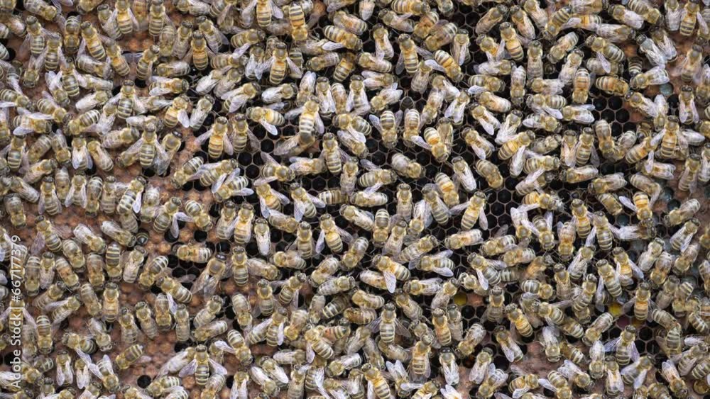 Colony of bees on honeycomb in apiary. Beekeeping in countryside. Many working bees on honeycomb, close up. Detailed shot within a hive in a honeycomb, wax cells with honey and pollen. Honey in combs Colony of bees on honeycomb in apiary. Beekeeping in countryside. Many working bees on honeycomb, close up. Detailed shot within a hive in a honeycomb, wax cells with honey and pollen. Honey in combs
