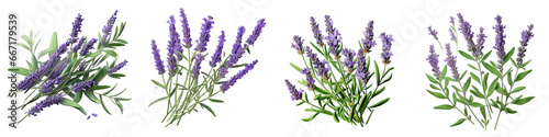 Lavender Herbs And Leaves Hyperrealistic Highly Detailed Isolated On Transparent Background Png File