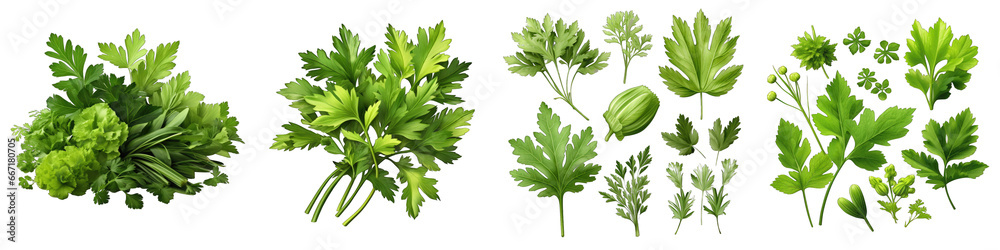 Lovage  Herbs And Leaves Hyperrealistic Highly Detailed Isolated On Transparent Background Png File - obrazy, fototapety, plakaty 