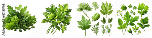 Lovage  Herbs And Leaves Hyperrealistic Highly Detailed Isolated On Transparent Background Png File