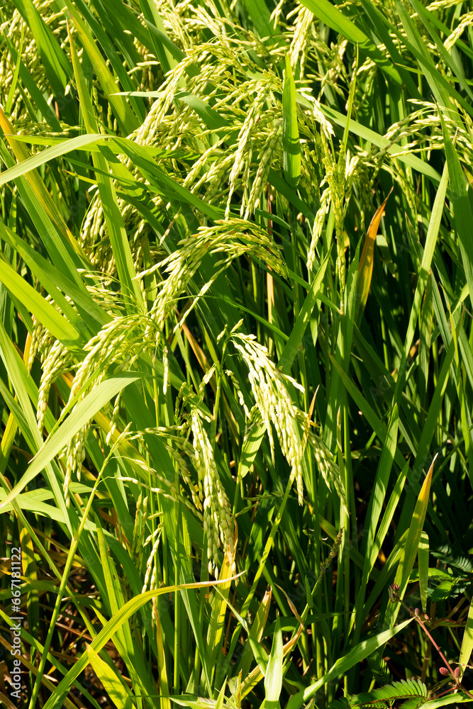 Obraz premium Philippines -2023-0345