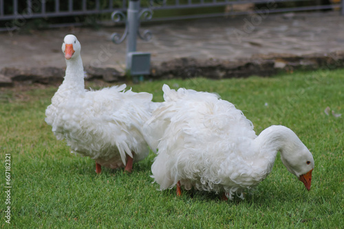 white geese on the grass