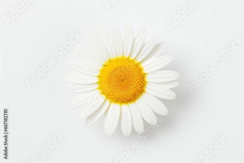 A graceful and delicate flower blossoming against a clean white background  radiating elegance and beauty. The soft pastel colors  gentle curves  and intricate details of the flower create a sense of