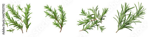 Rosemary  Herbs And Leaves Hyperrealistic Highly Detailed Isolated On Transparent Background Png File