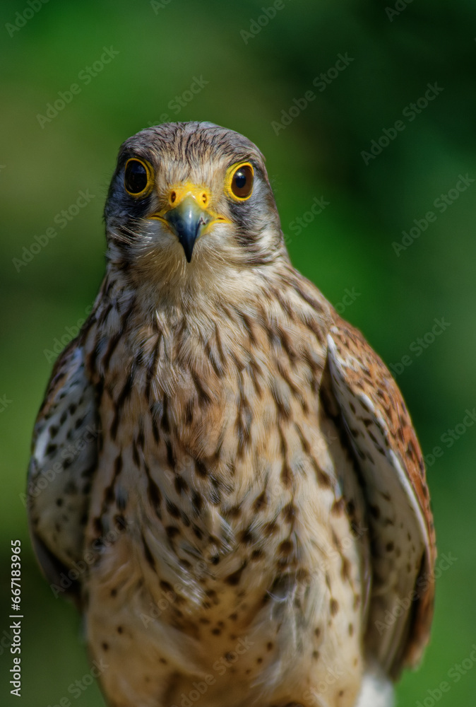 Portrait eines Turmfalken (Falco tinnunculus) Portrait eines Turmfalken (Falco tinnunculus)