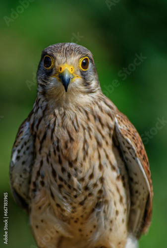 Portrait eines Turmfalken (Falco tinnunculus)