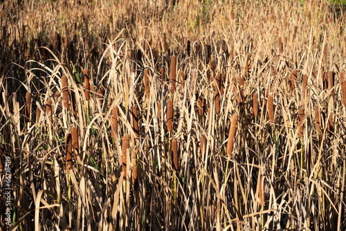Cattails in a field