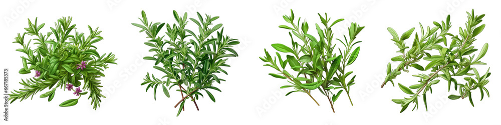  Summer Savory  Herbs And Leaves Hyperrealistic Highly Detailed Isolated On Transparent Background Png File - obrazy, fototapety, plakaty 