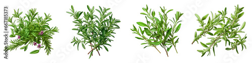  Summer Savory Herbs And Leaves Hyperrealistic Highly Detailed Isolated On Transparent Background Png File