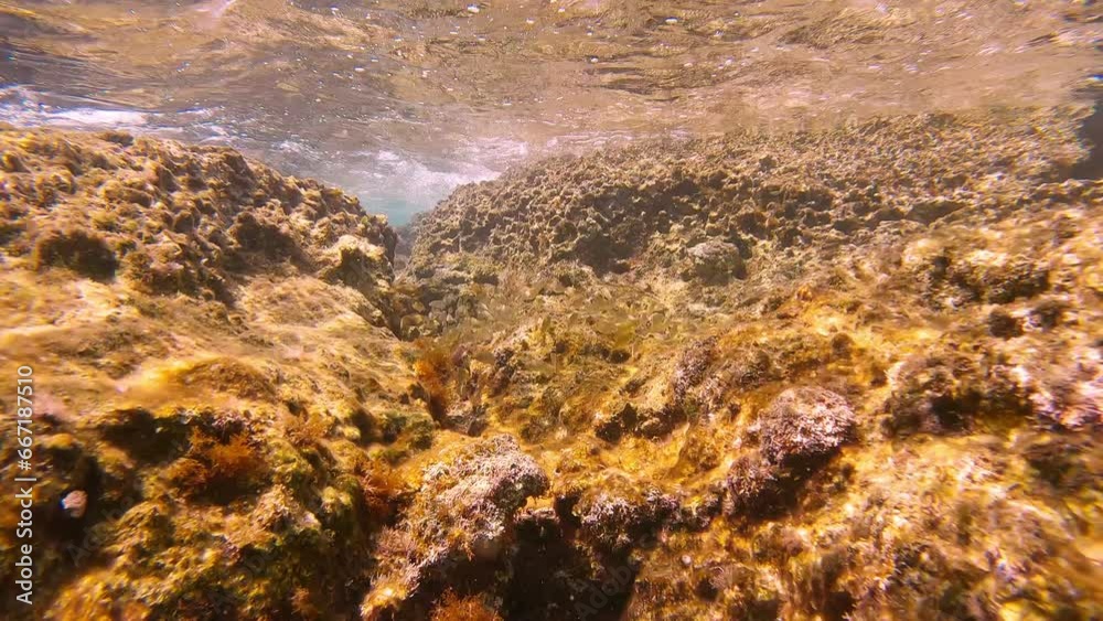Shoal of juvenile golden Marbled Spinefoot (Siganus rivulatus) swims over rocky reef under waves, Mediterranean Sea, Rhodes, Greece Shoal of juvenile golden Marbled Spinefoot (Siganus rivulatus) swims over rocky reef under waves, Mediterranean Sea, Rhodes, Greece