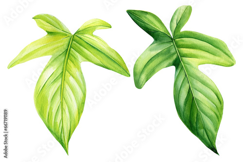 Tropical Green leaf, Monstera on an isolated white background, plant philodendron, palm leaves, watercolor illustration