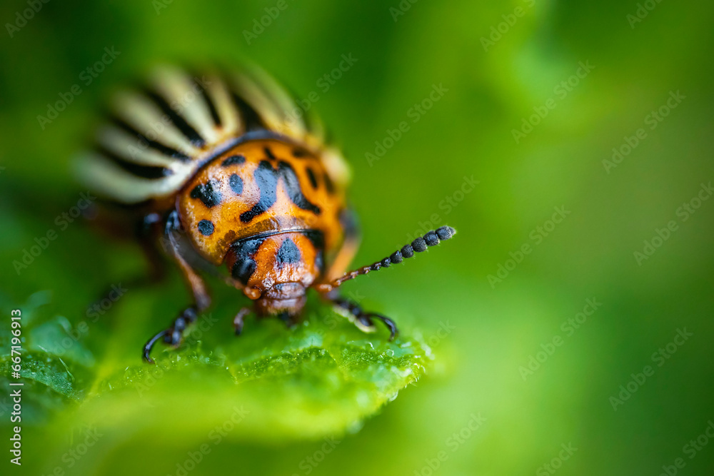 Colorado potato beetle on potato sprouts close-up Colorado potato beetle on potato sprouts close-up