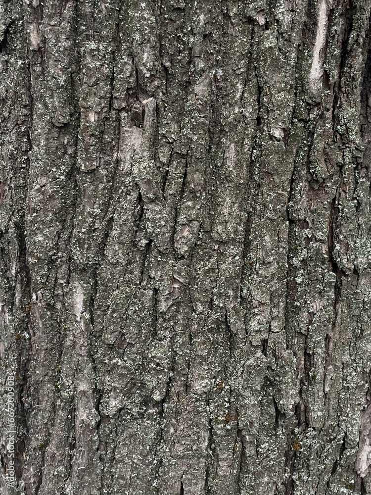 tree bark background