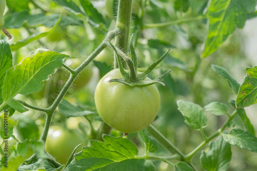 Unripe green tomatoes grown in a greenhouse. Gardening and agriculture. High quality photo Unripe green tomatoes grown in a greenhouse. Gardening and agriculture. High quality photo