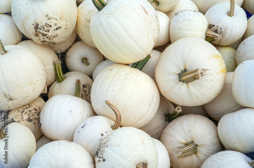white pumpkins pile in autumn harvest season as food background