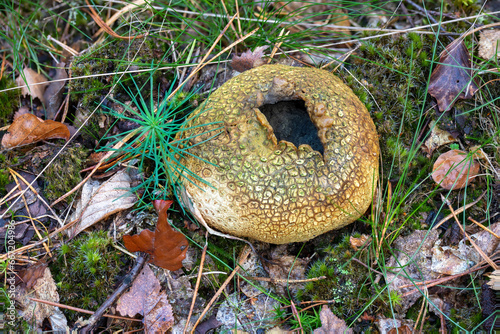 old adult common earthball mushrooms on the forest floor photo