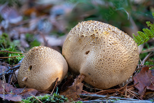old adult common earthball mushrooms on the forest floor