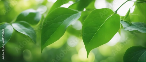 Nature of green leaf in garden at summer. Natural green leaves plants using as spring background