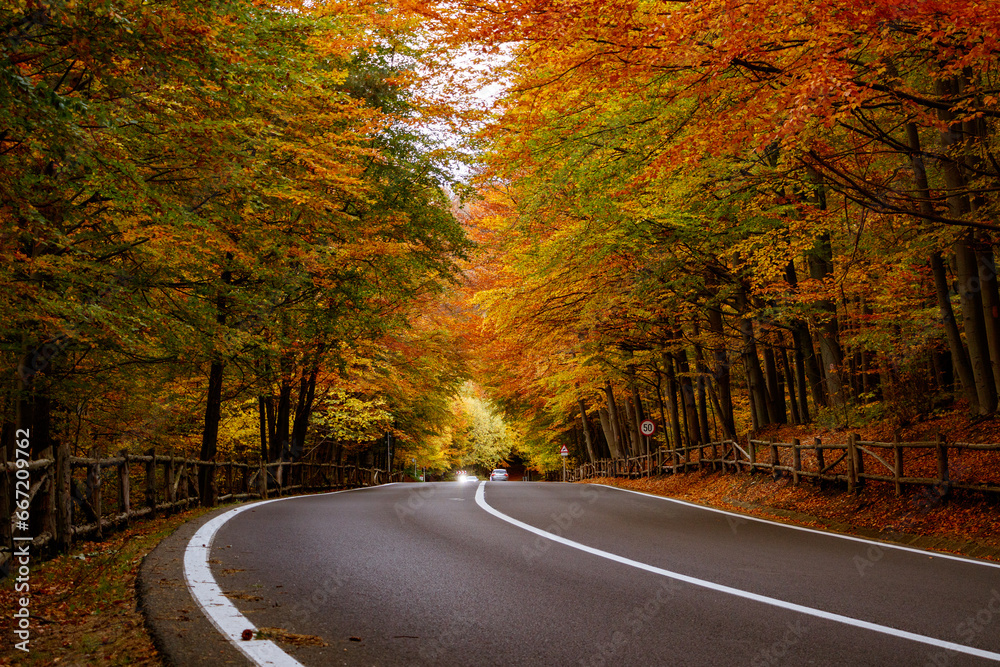 Fototapeta premium road in autumn forest