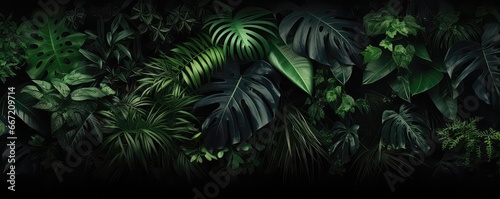 A Wall Of Tropical Plants photo